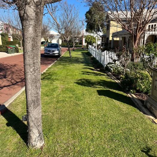 Freshly mowed street verge with neat edges in Wembley WA